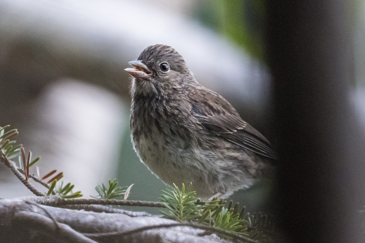 Dark-eyed Junco - ML472058001