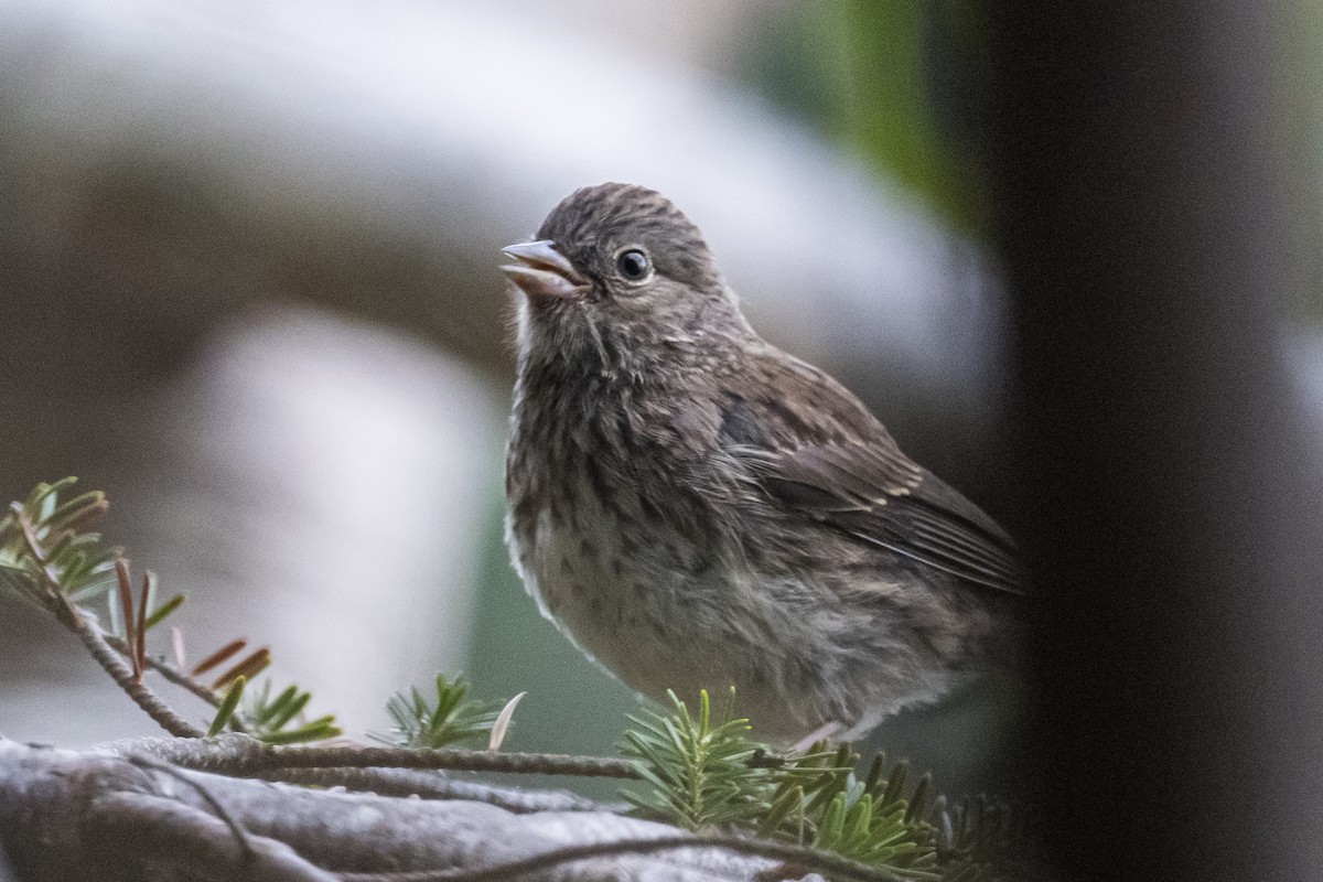 Dark-eyed Junco - ML472058021