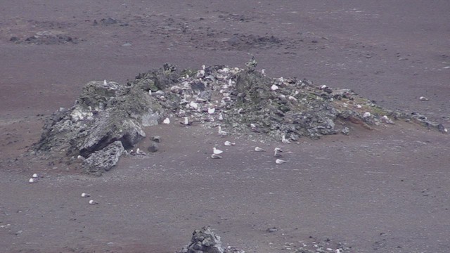 Southern Giant-Petrel - ML472058251