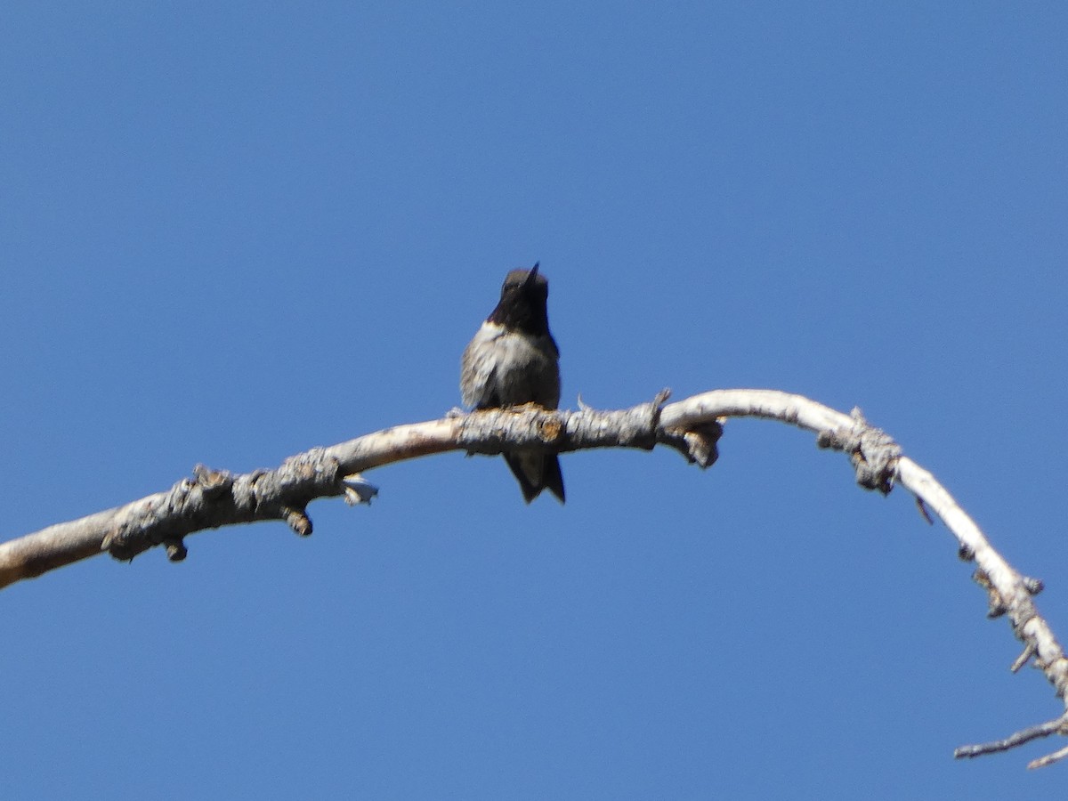 svartstrupekolibri - ML472058441