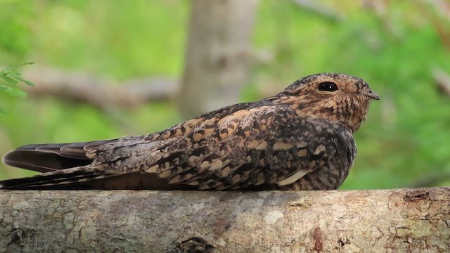 Lesser Nighthawk - ML472059881