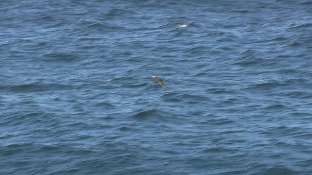 Southern Giant-Petrel - ML472061001