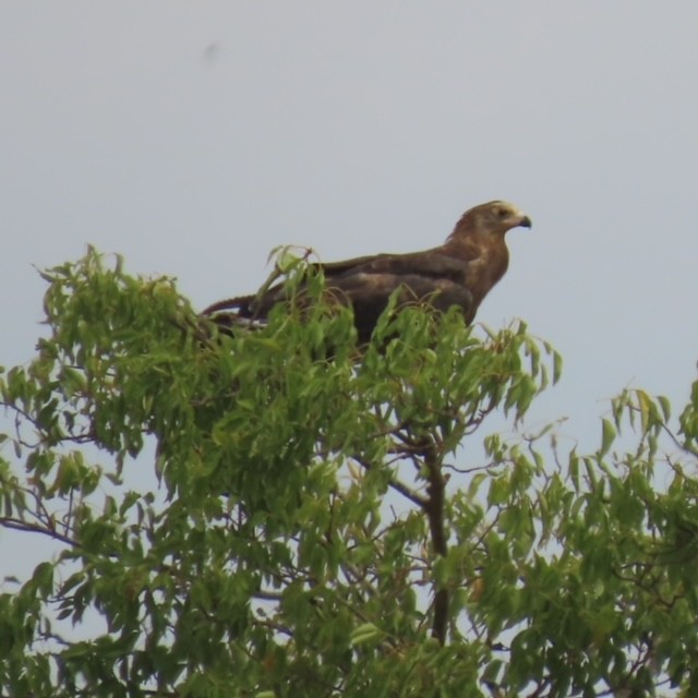 チュウヒダカ - ML472061031