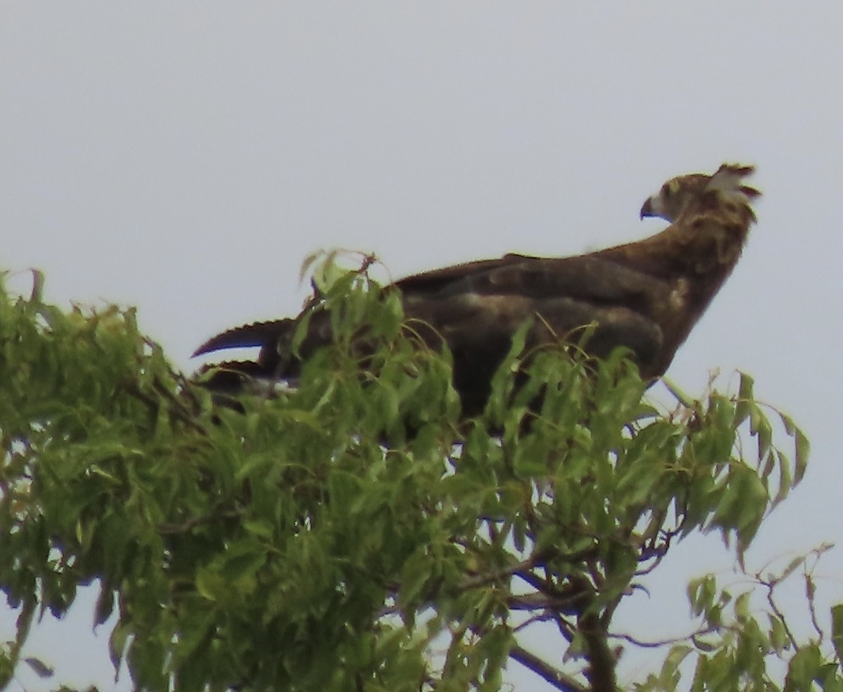 チュウヒダカ - ML472061051