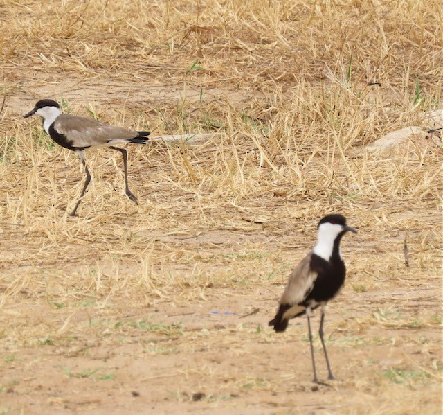 Spur-winged Lapwing - ML472061171