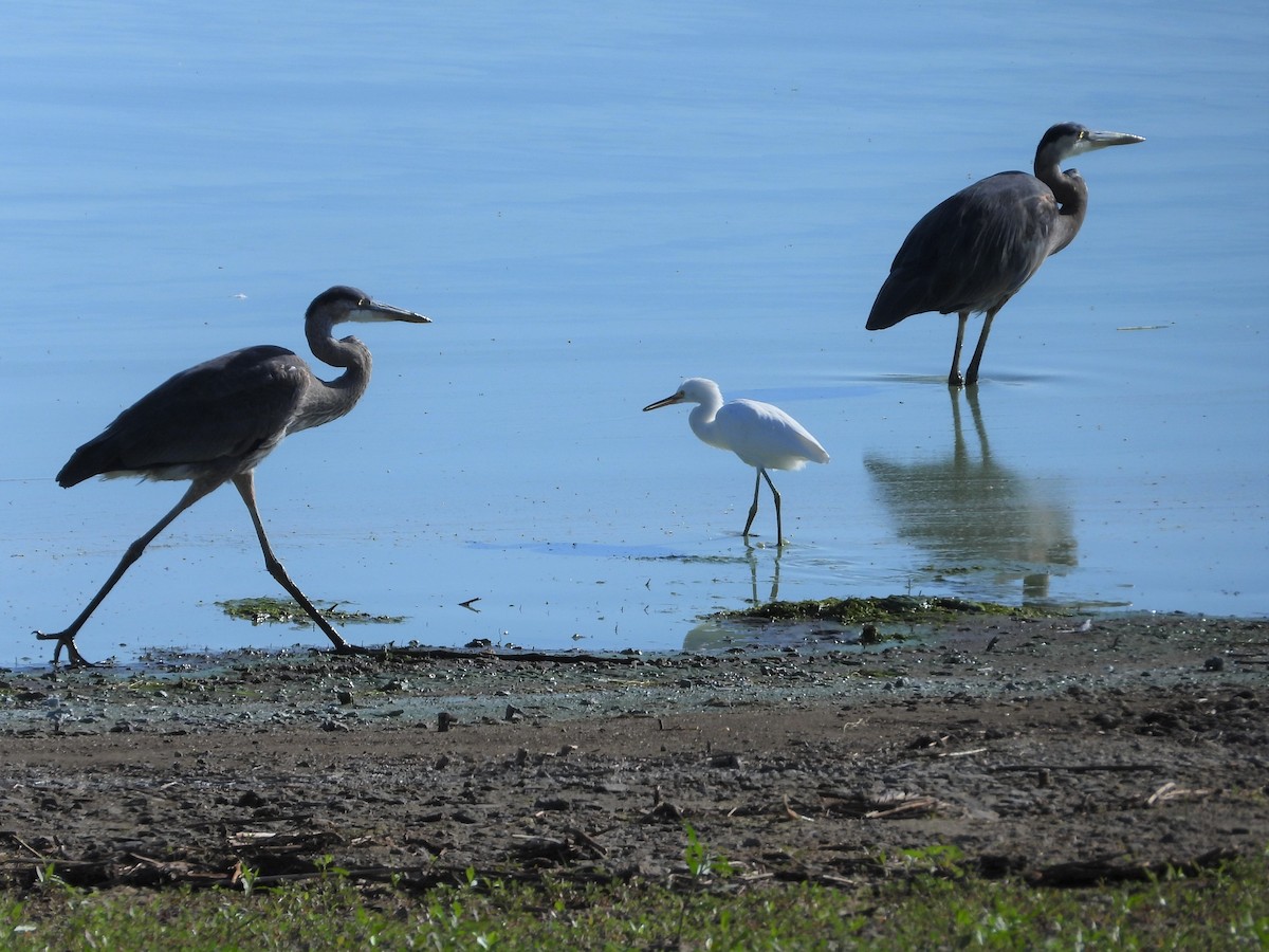 Great Blue Heron - ML472063271