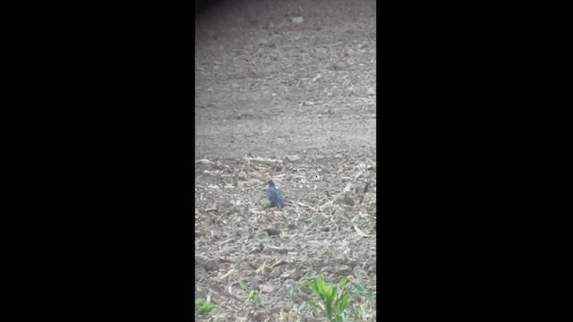 Spot-winged Pigeon - ML472063501