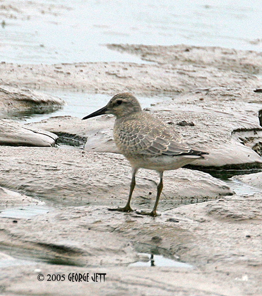 Red Knot - ML472064571