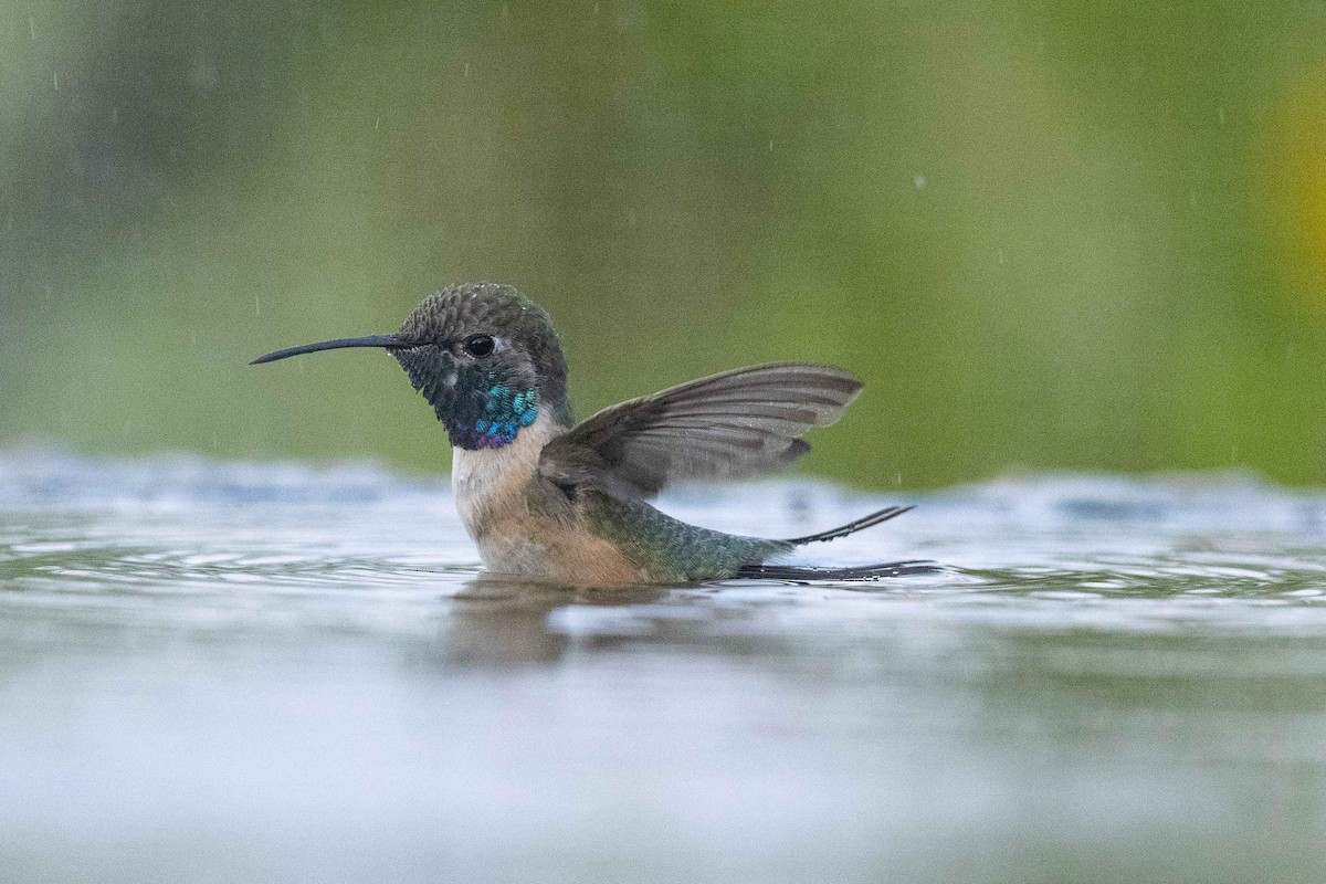 Colibrí de Myrtis - ML472064961