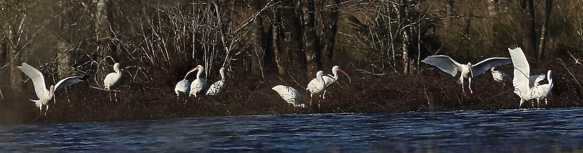 White Ibis - Charles Lyon