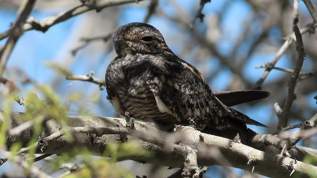 Lesser Nighthawk - ML472065631