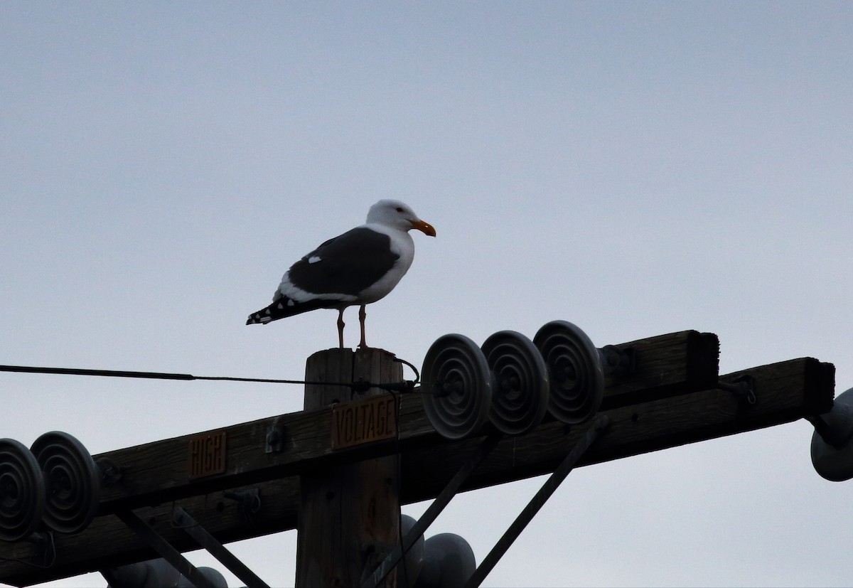 Western Gull - ML47206571