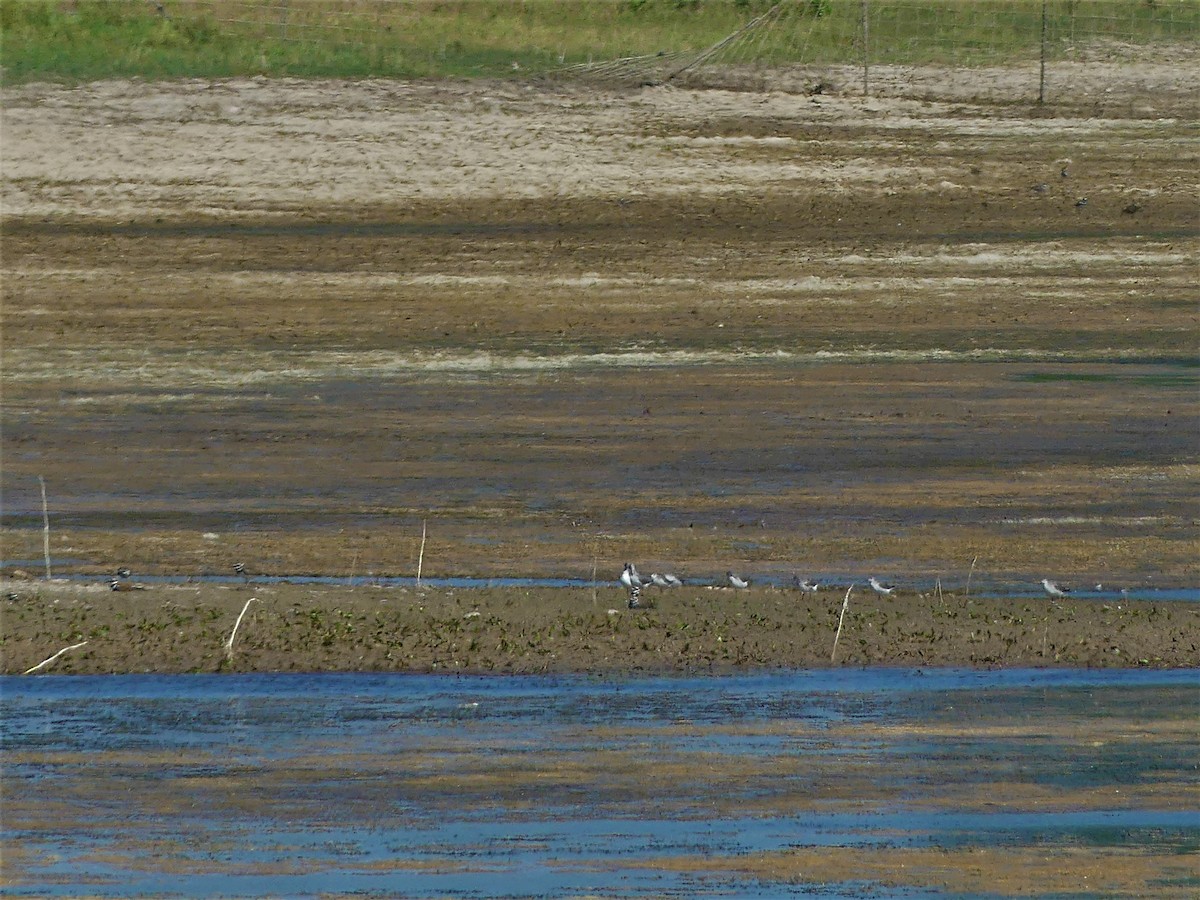 Wilson's Phalarope - ML472065991