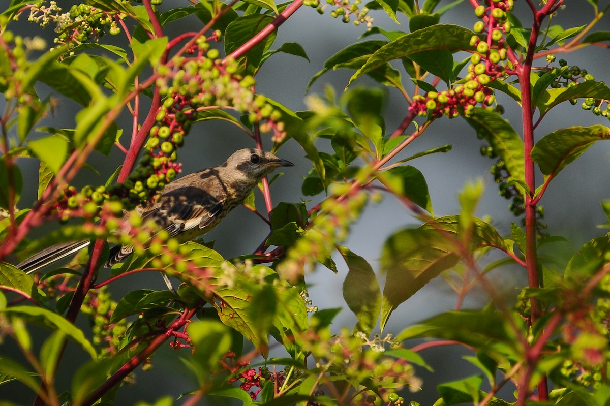 Northern Mockingbird - ML472067411