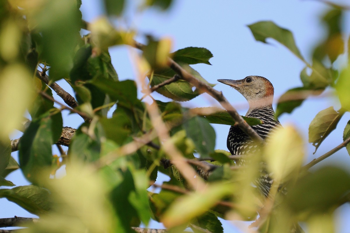 Red-bellied Woodpecker - Mason Currier