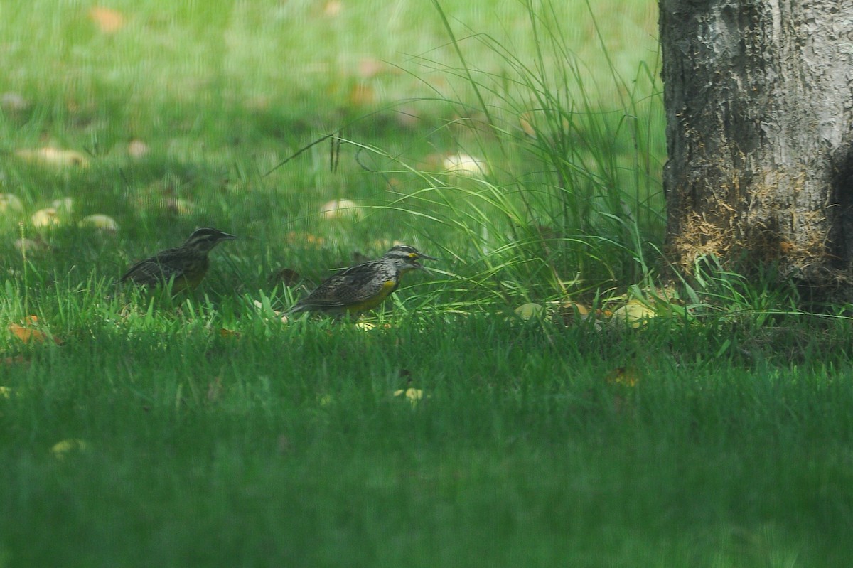 Eastern Meadowlark - ML472067591