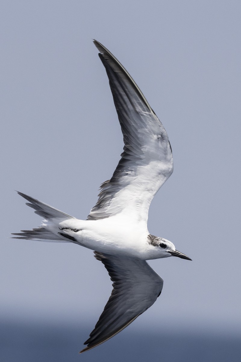 Bridled Tern - Ed Corey