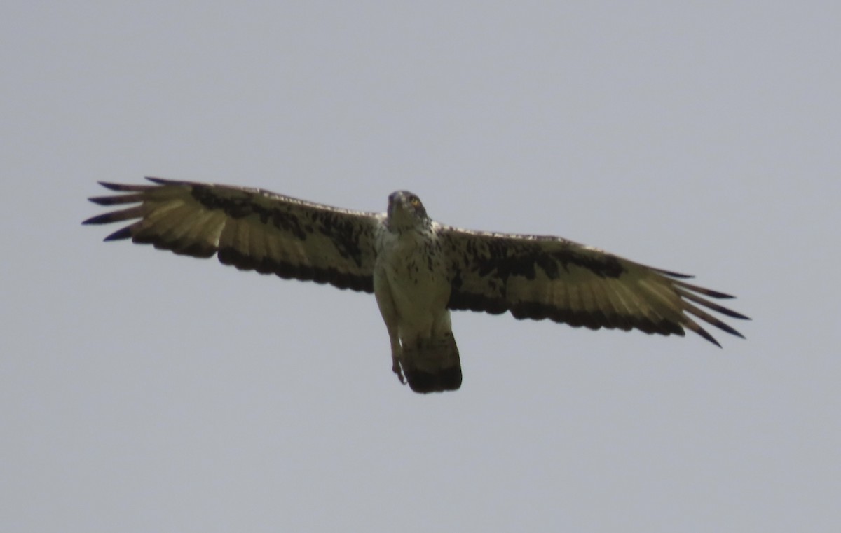 African Hawk-Eagle - ML472068911