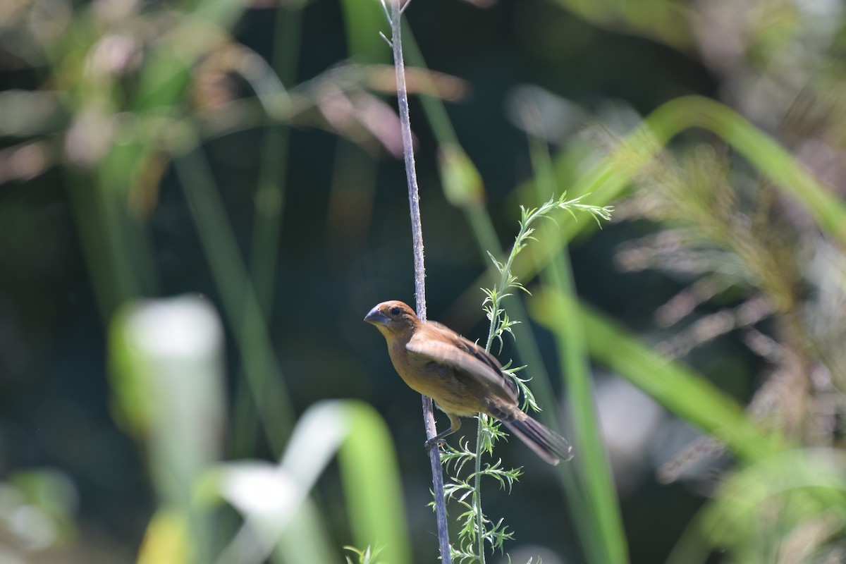 Blue Grosbeak - ML472069151