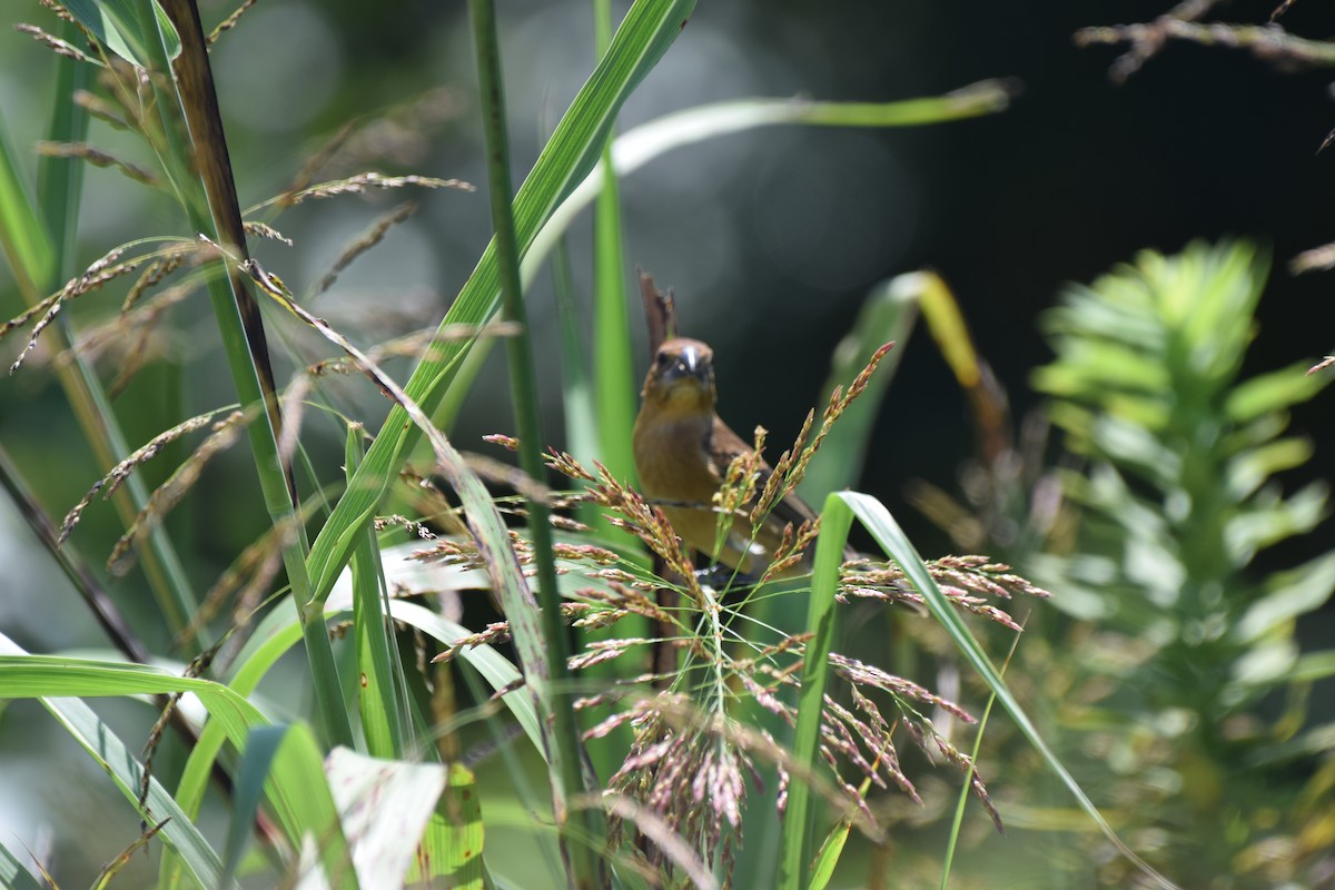 Blue Grosbeak - ML472069221