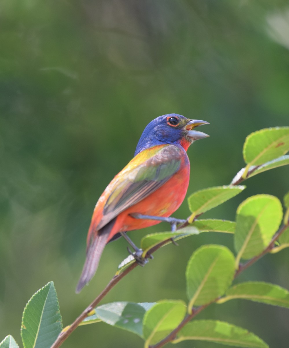 Painted Bunting - Ryan Bakelaar