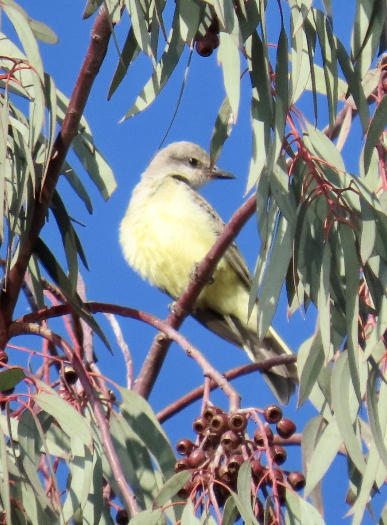 Western Kingbird - ML472069811