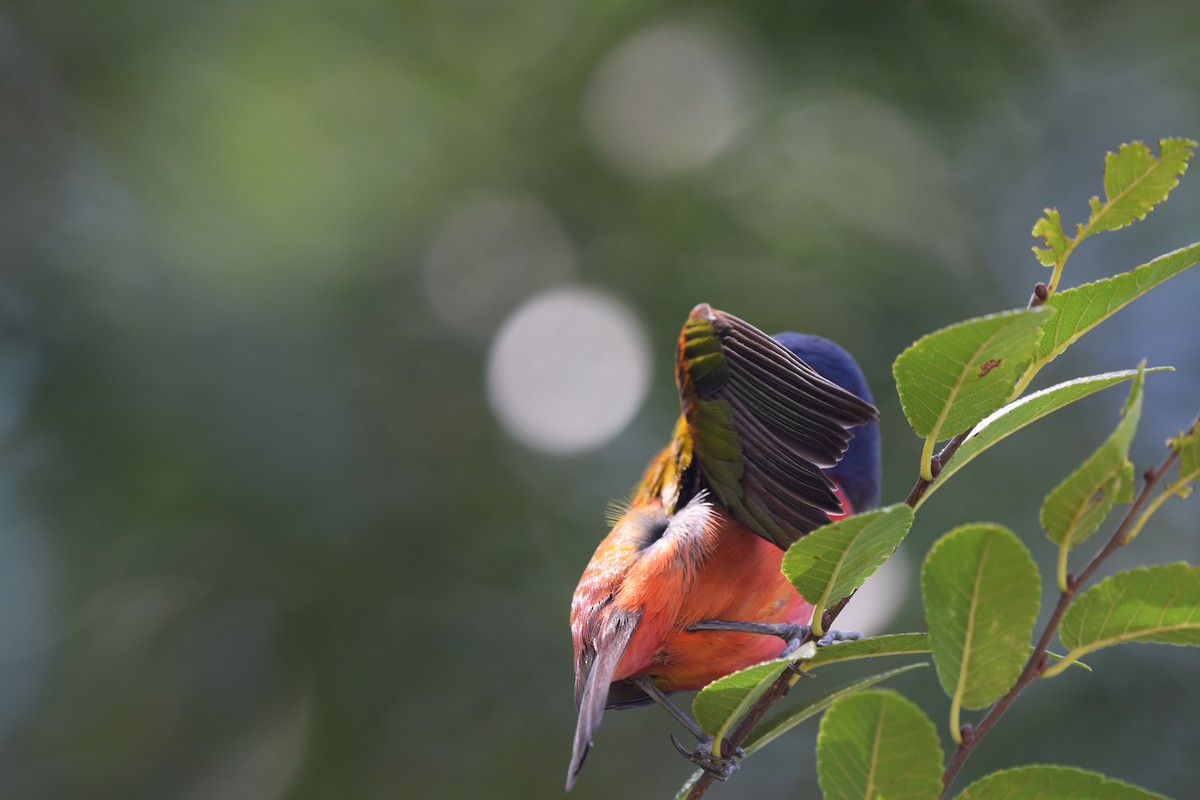 Painted Bunting - Ryan Bakelaar