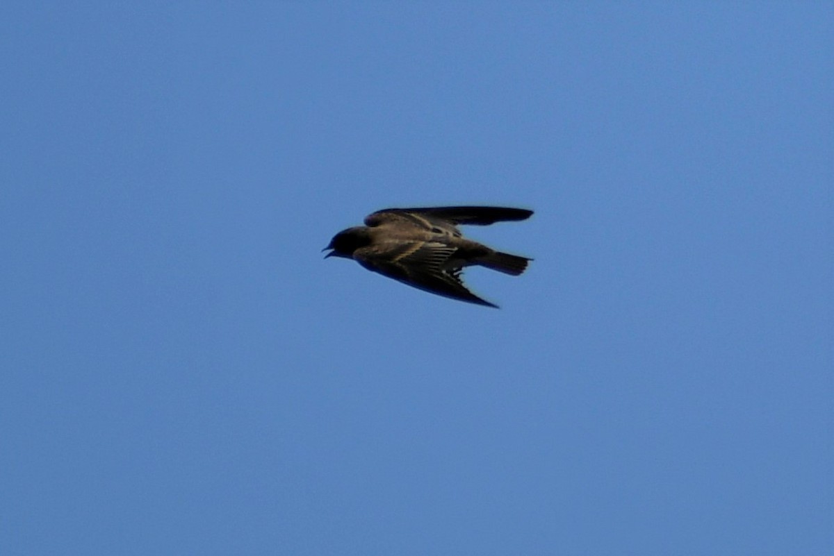 Northern Rough-winged Swallow - ML472070251