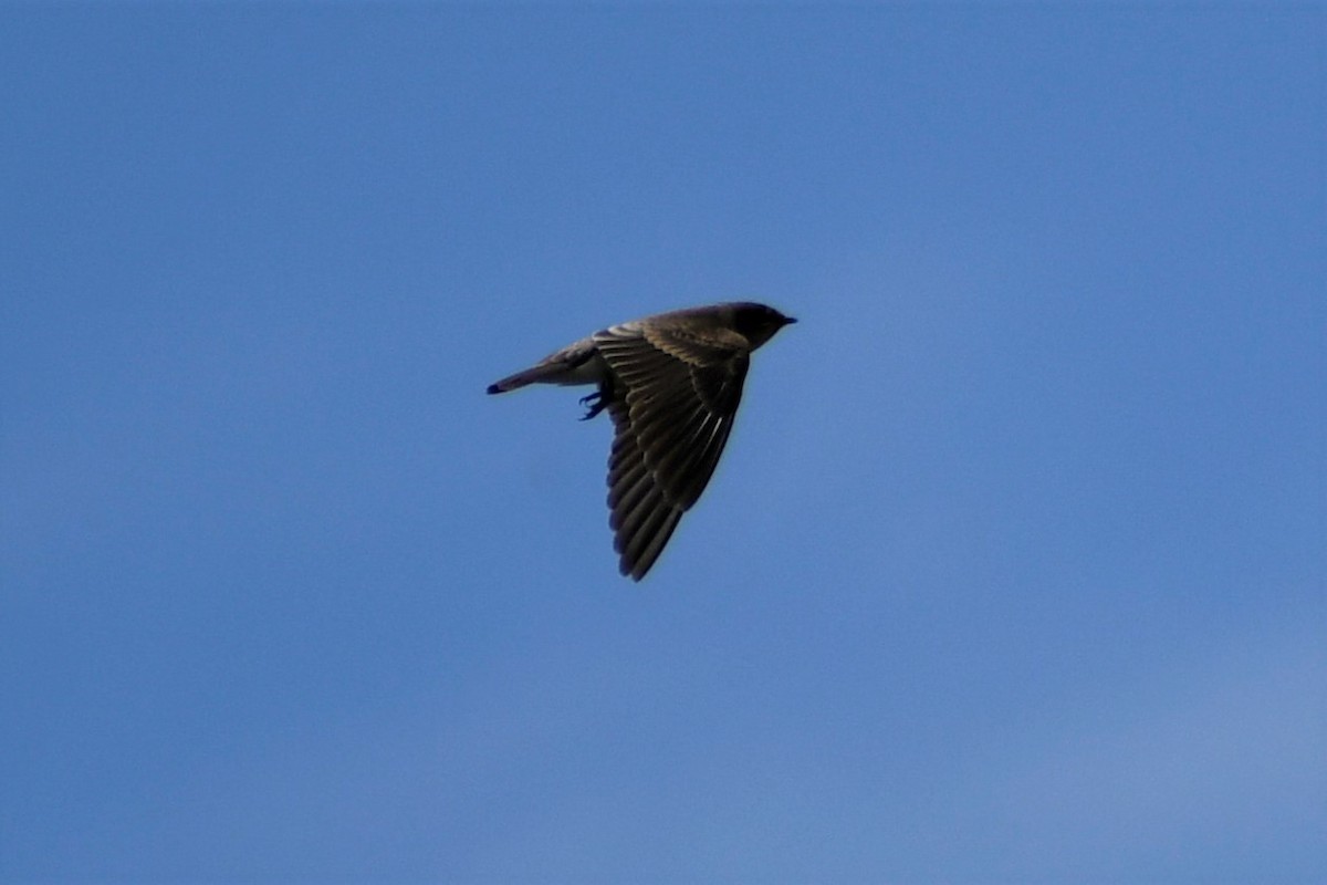 Northern Rough-winged Swallow - ML472070261
