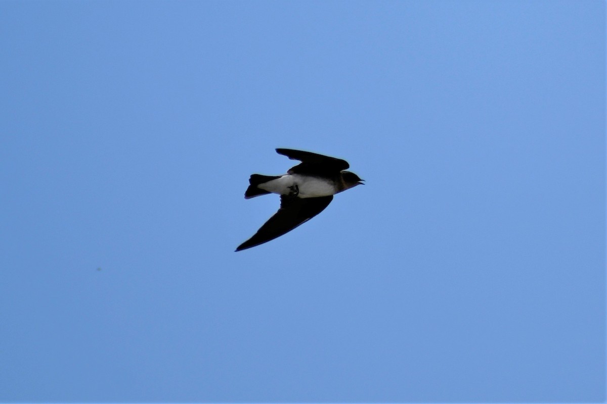 Northern Rough-winged Swallow - ML472070271