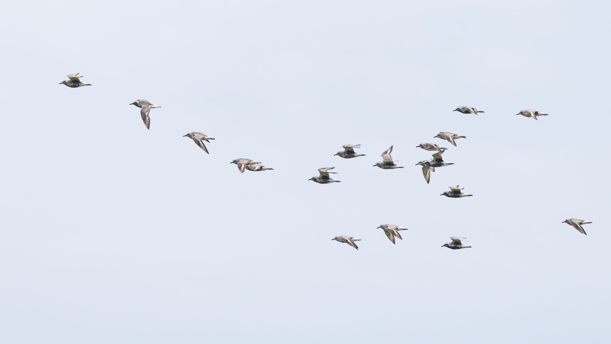 Black-bellied Plover - ML472070481