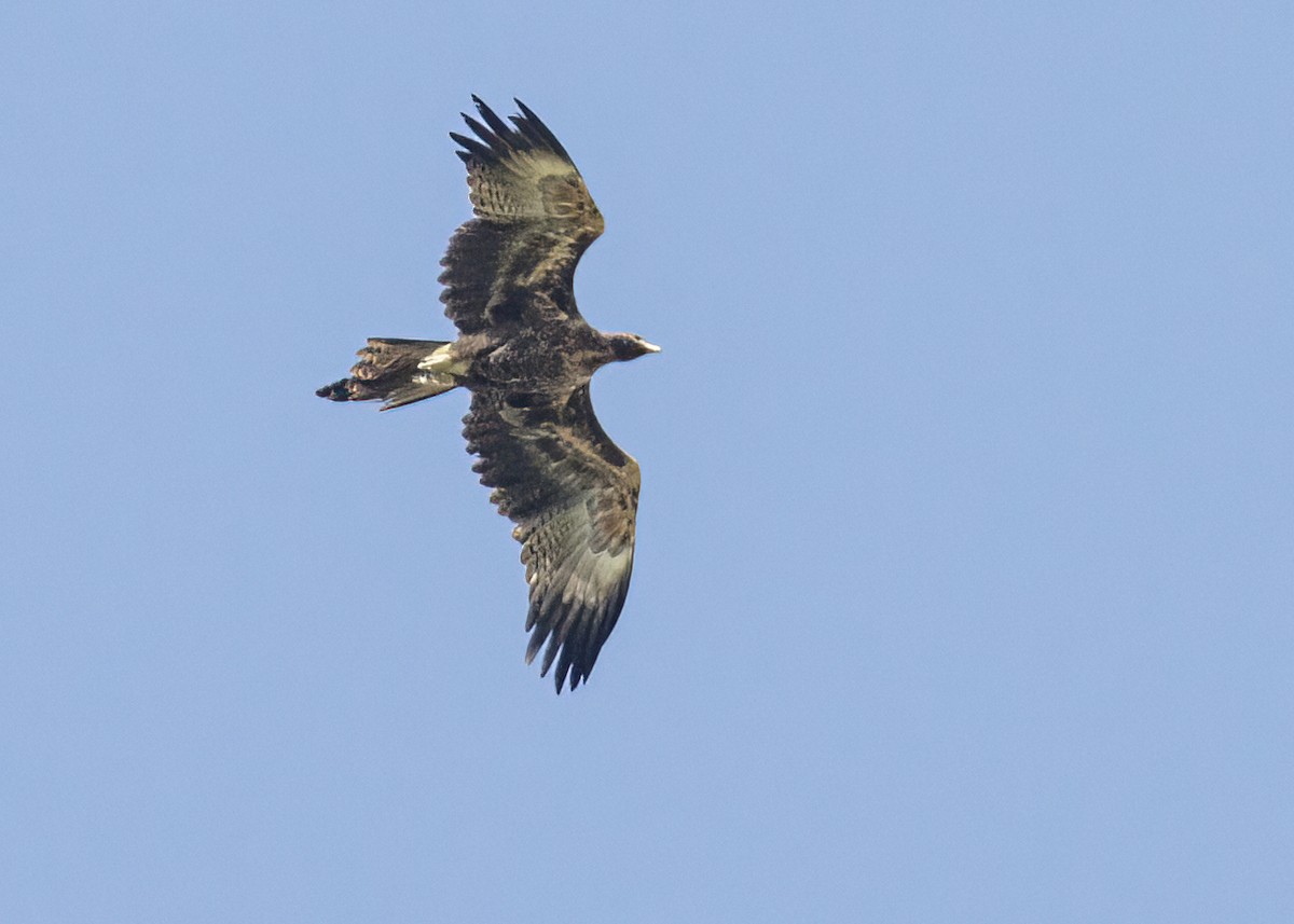 Wedge-tailed Eagle - ML472071301