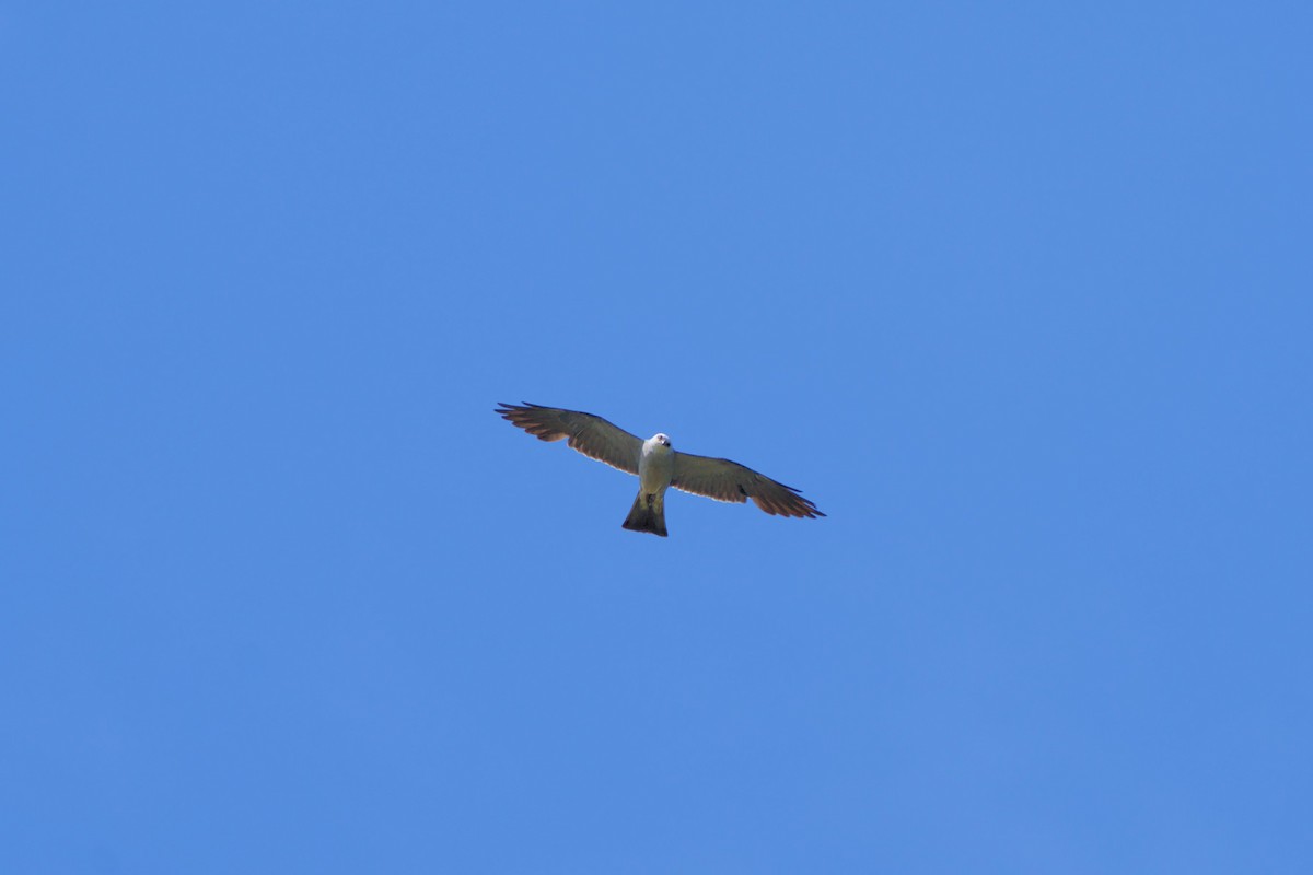 Mississippi Kite - ML472072531