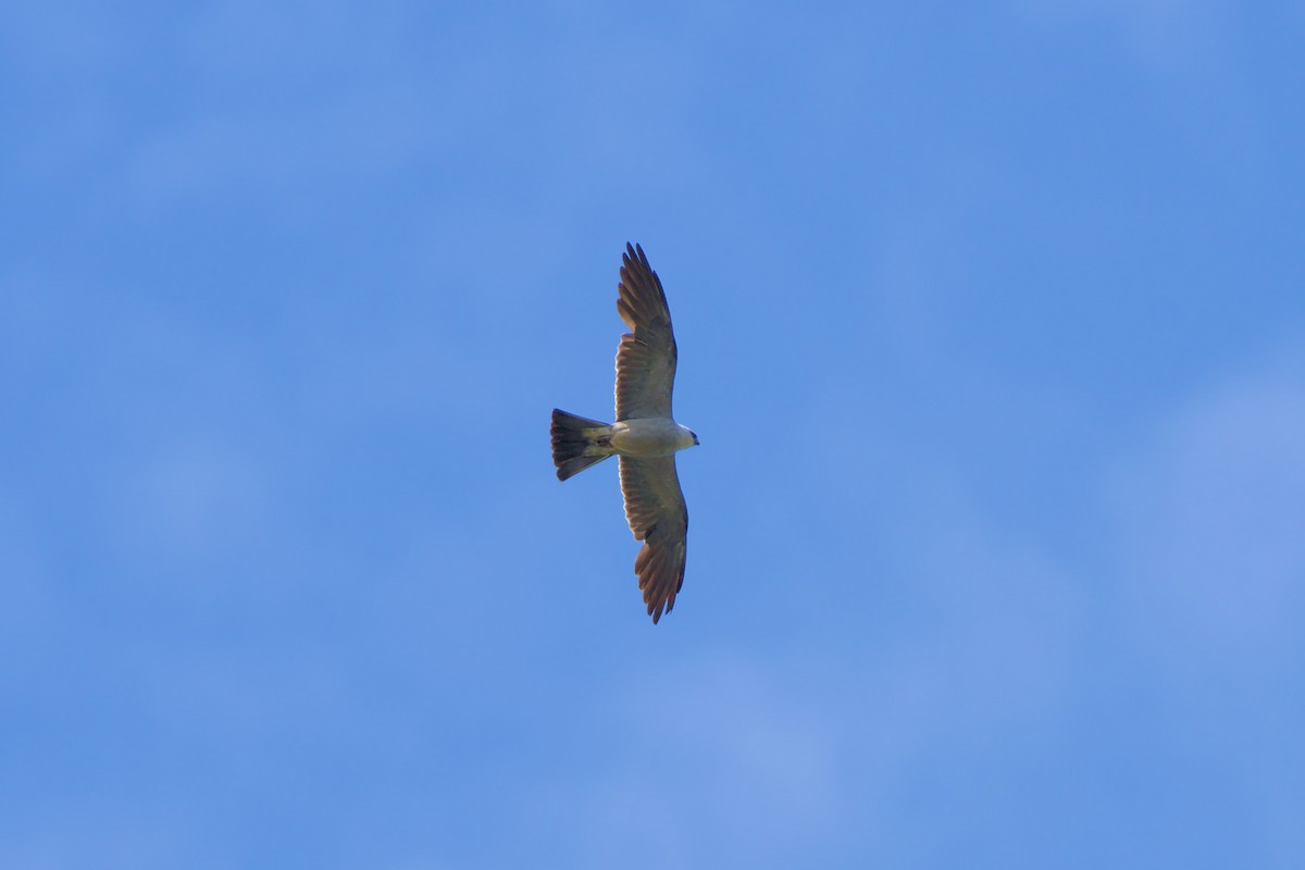 Mississippi Kite - Mark Montazer