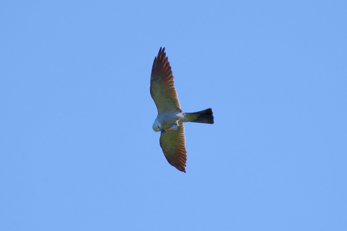 Mississippi Kite - ML472072641