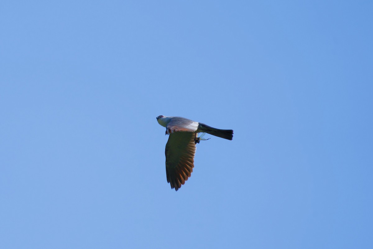 Mississippi Kite - ML472072651