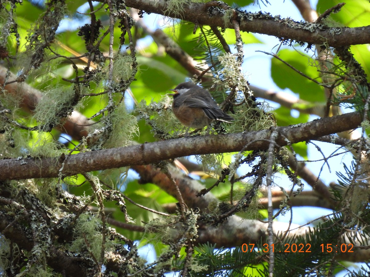 Boreal Chickadee - ML472075221