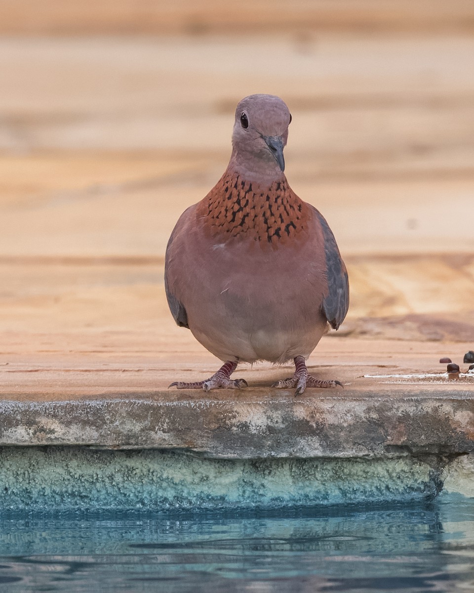 Laughing Dove - ML472075601
