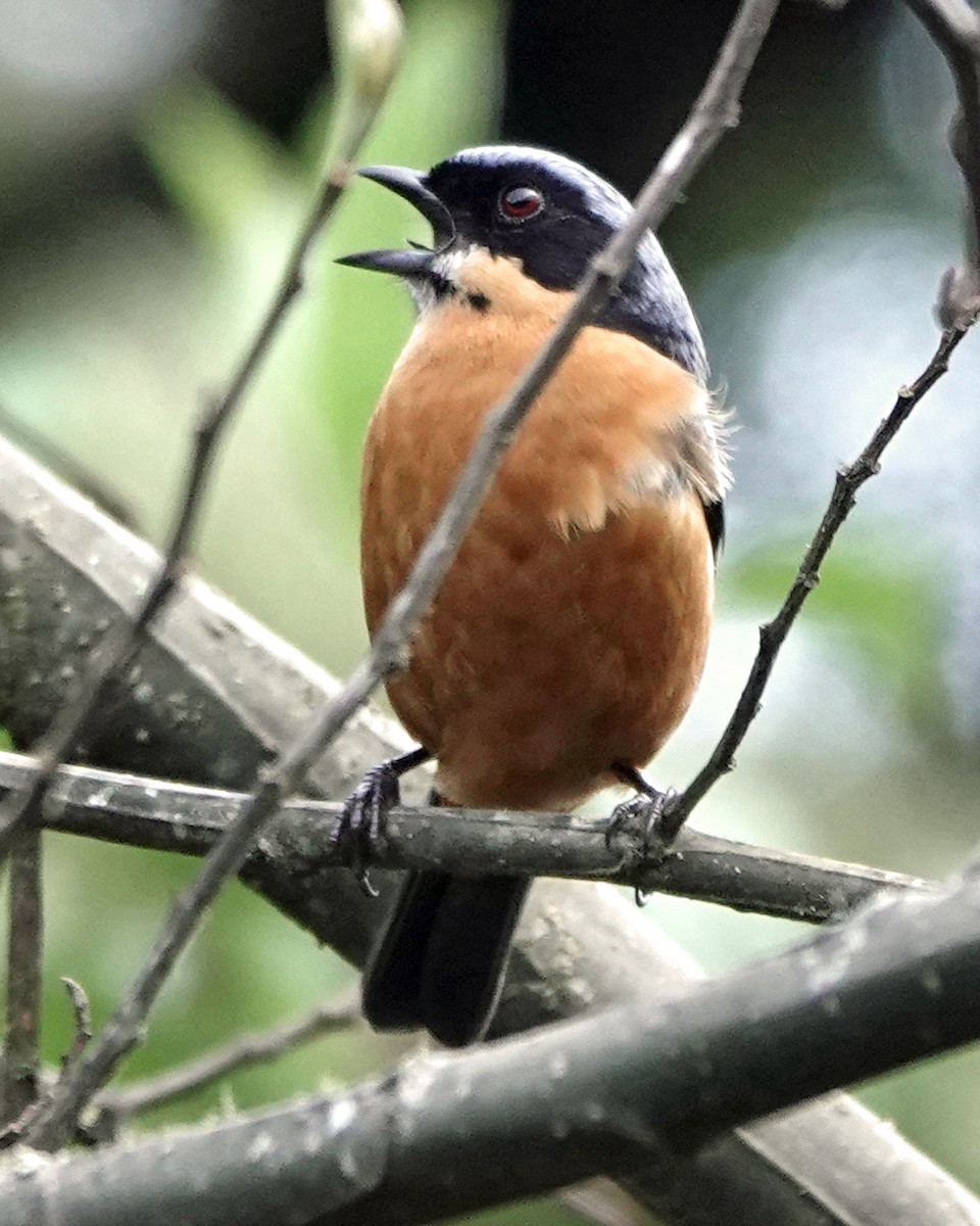 Chestnut-bellied Mountain Tanager - ML472075701