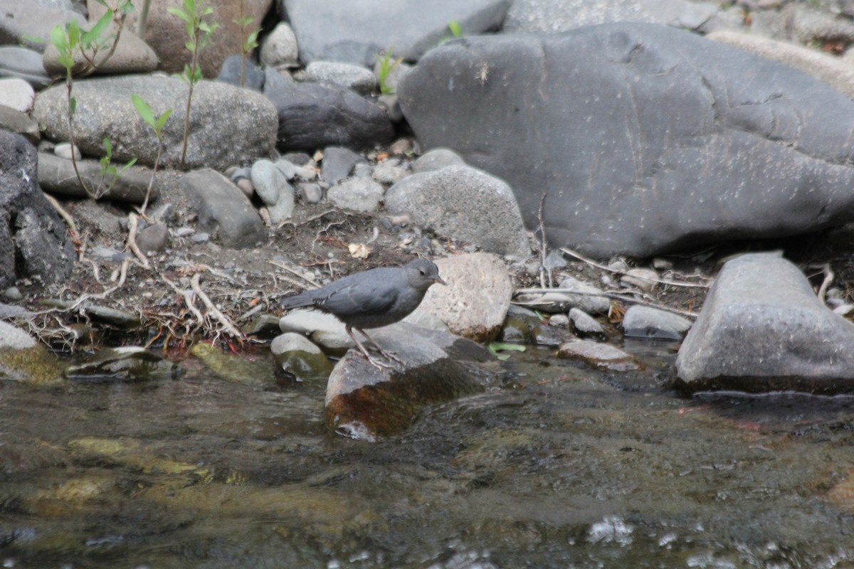 American Dipper - Riley Daniels