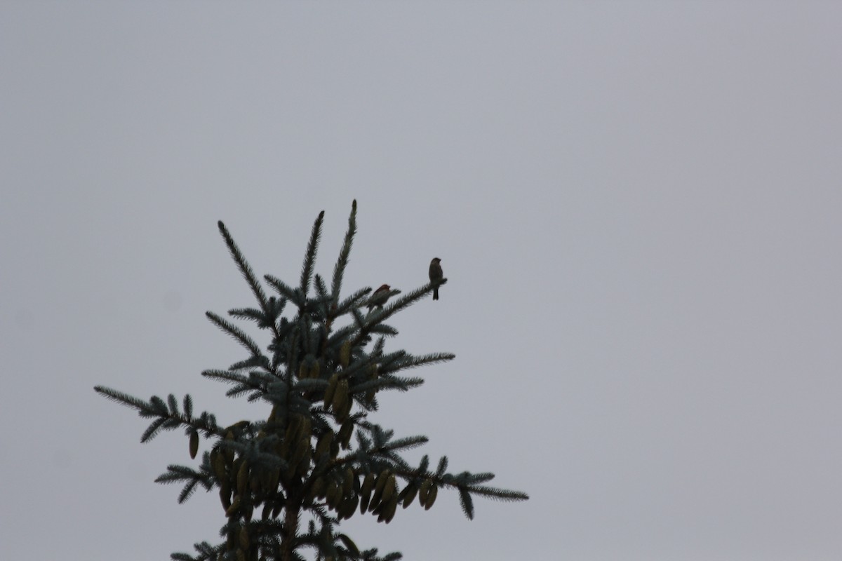 Cassin's Finch - ML472075801