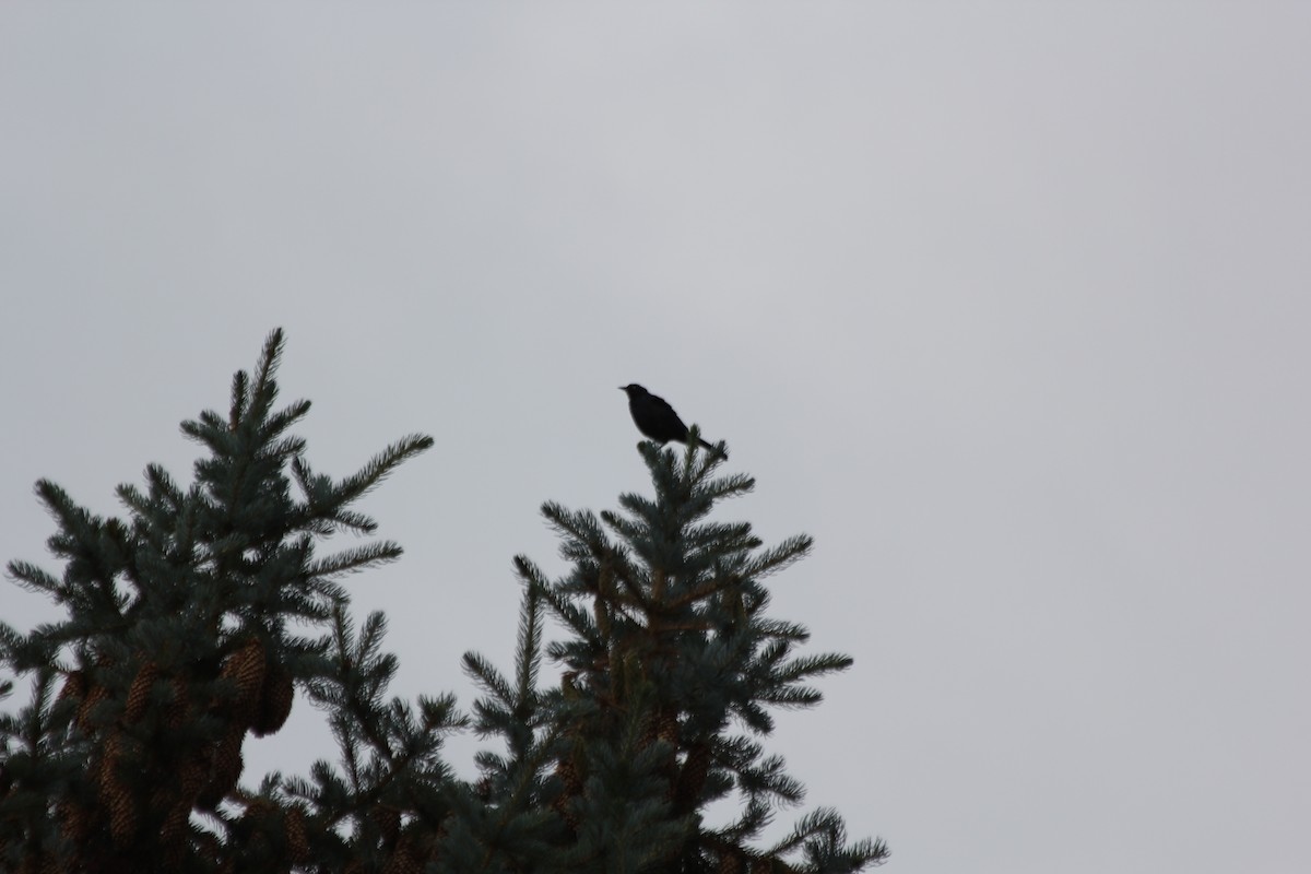 Brewer's Blackbird - ML472075851