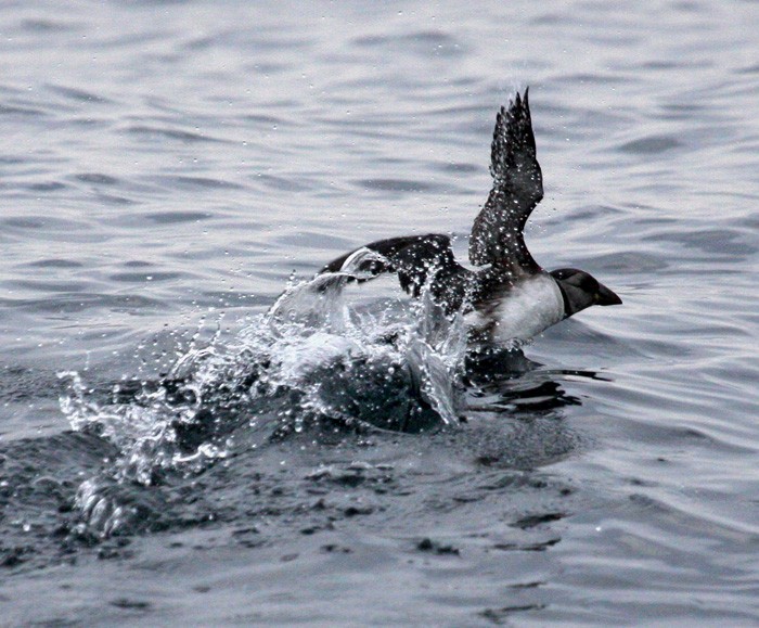 Atlantic Puffin - ML472075921