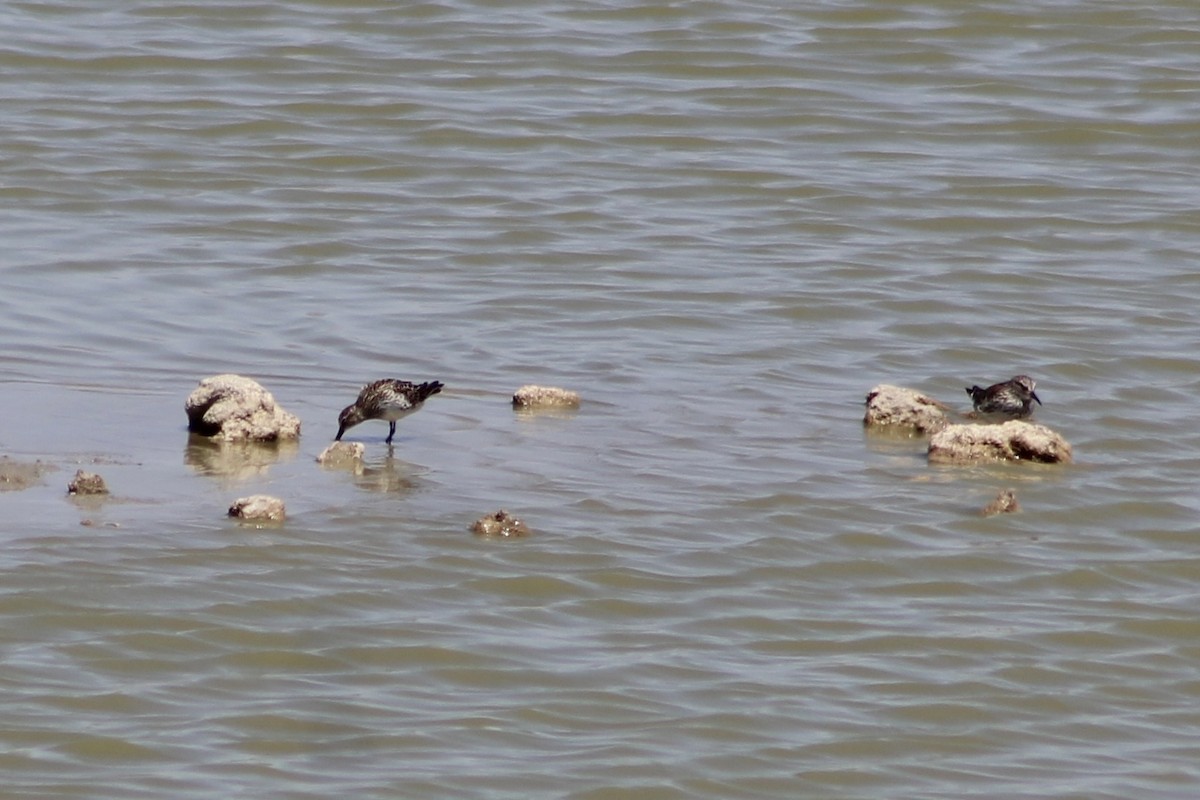 White-rumped Sandpiper - ML472076171