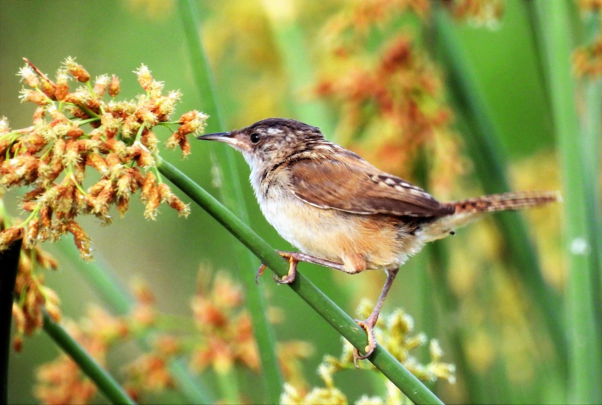 Marsh Wren - ML472077691