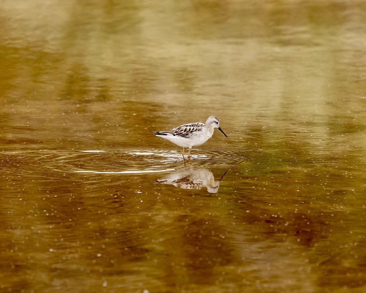 Falaropo Tricolor - ML472078461