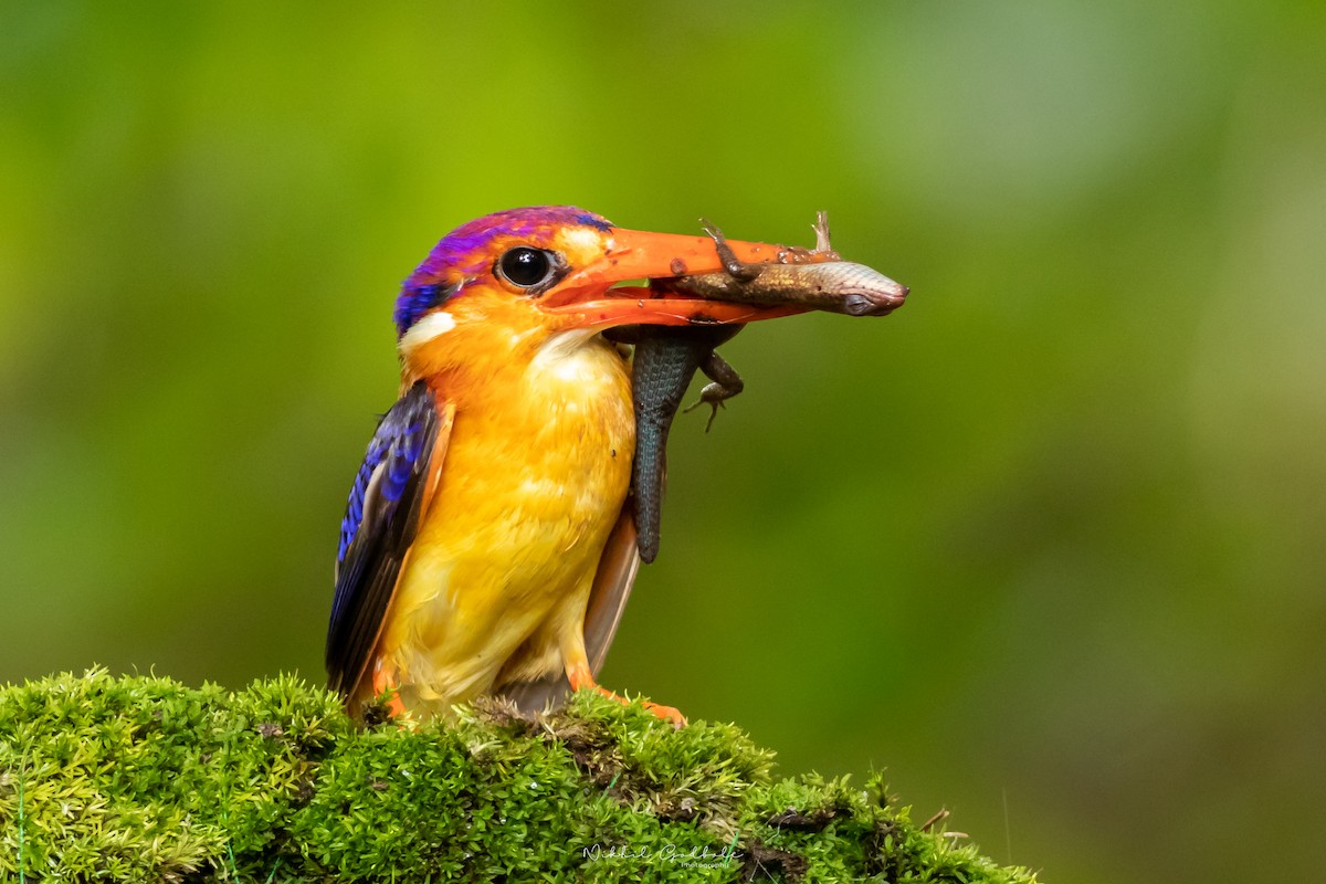 Black-backed Dwarf-Kingfisher - Nikhil Godbole