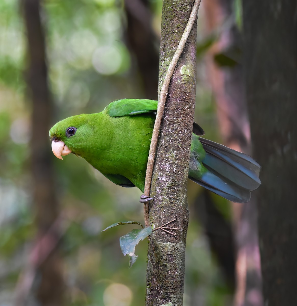 Blue-bellied Parrot - ML472080581