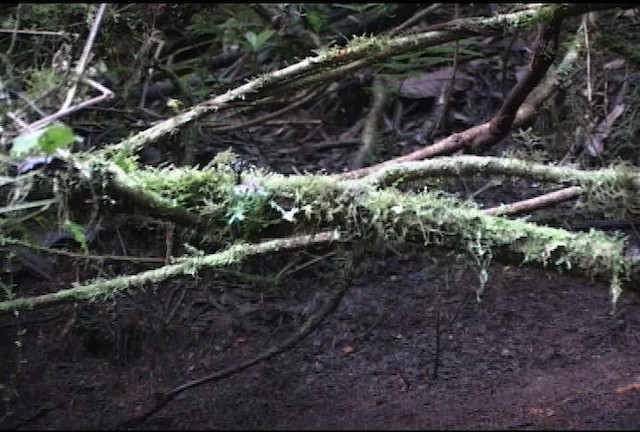 Wahnes's Parotia - ML472082