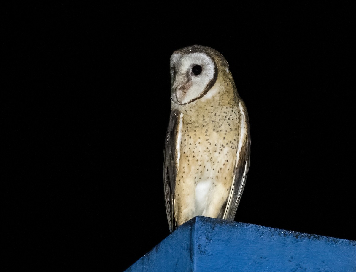 Sulawesi Masked-Owl - ML472085791